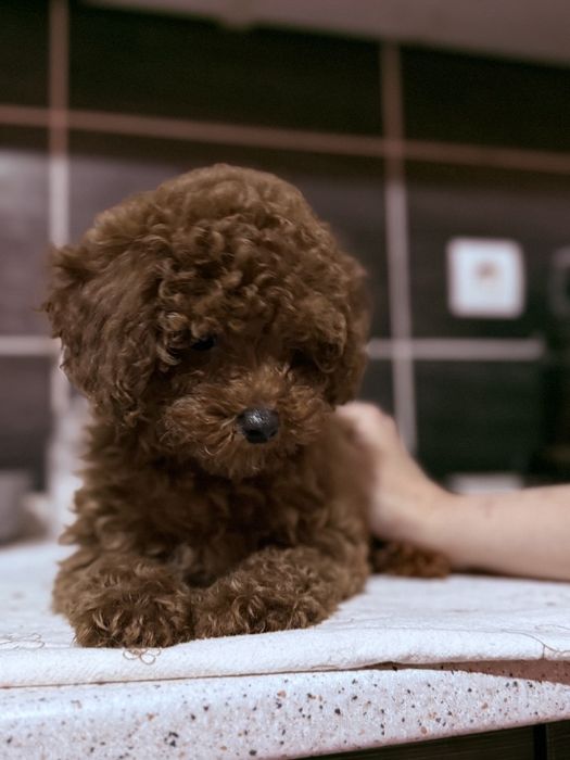 Той пудель детки конфетки