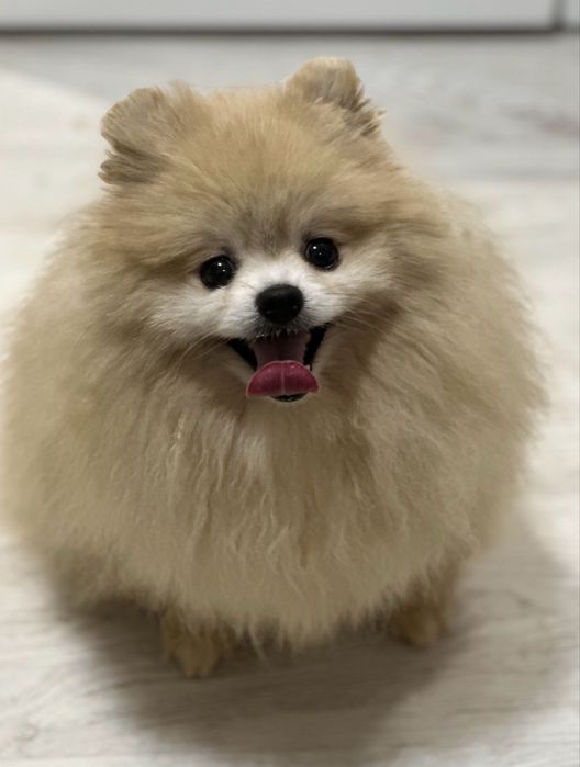 Pomeranian - urocza sunia
