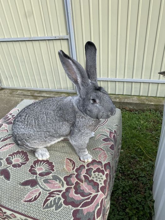 Кролики Європейська Шиншила