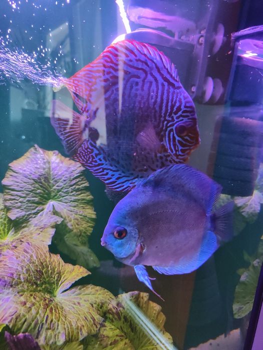 Dyskowce, paletki red cover, brąz, blue diamond 6 cm