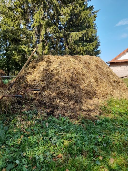 Obornik koński duża ilość