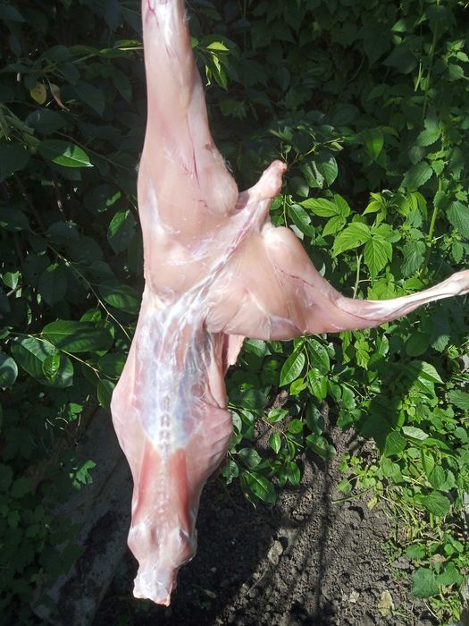 М’ясо кроля-продам