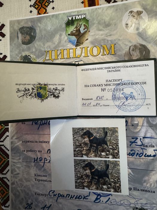 Пропоную Ягдтерєра для вʼязки