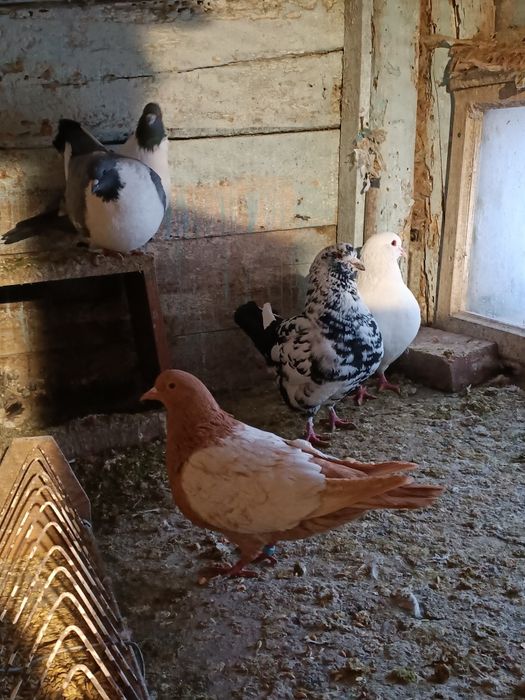 Gołąb, King, Strasser