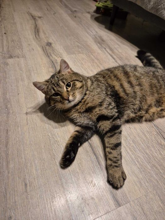 Grawitacja to tylko sugestia! Poznaj roztańczonego Vertigo.