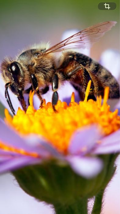 Продається сімʼя бджіл бакфаст