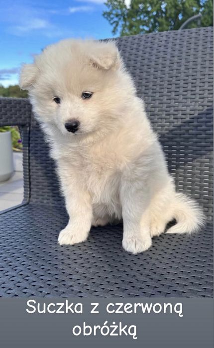 Szczeniaki Samoyed gotowe do odbioru