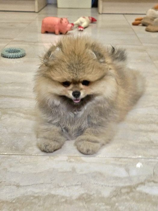 Miś pomeranian 3mc komplet szczepień
