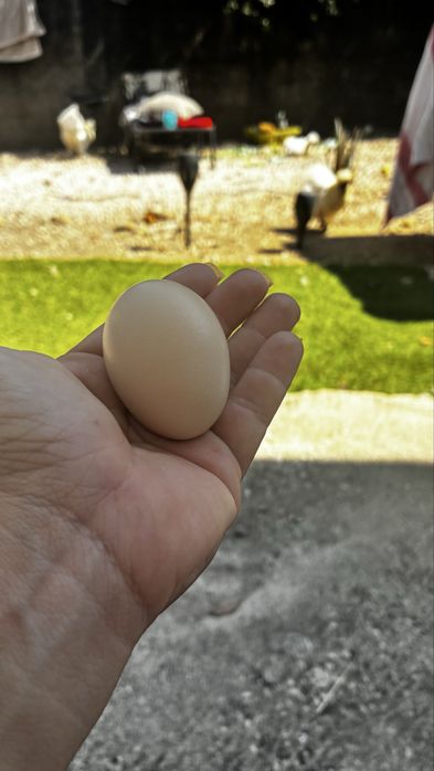 Ovos de sedosa do japao galado