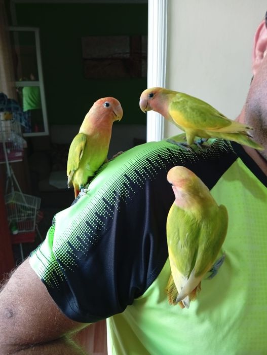 Cedem se agapornis e caturras domesticados
