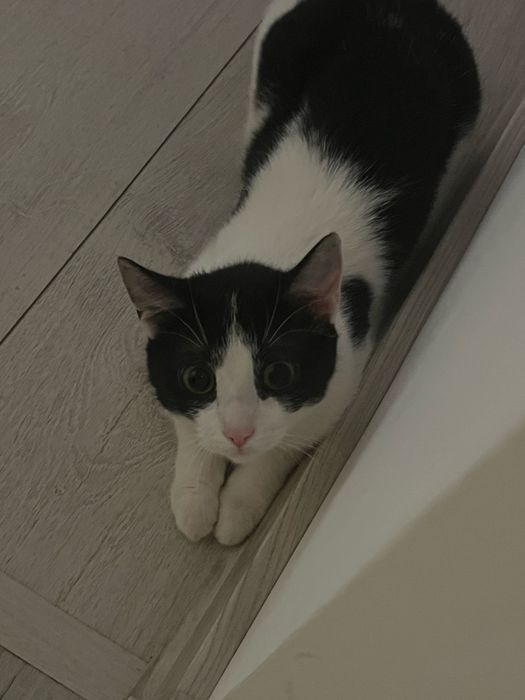 Młoda łowna kotka szuka nowego kochającego domu