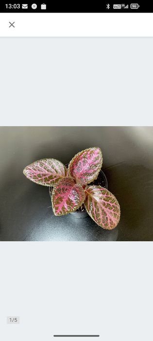 Rośliny do terrarium i paludarium – Alocasia Aurea Variegata, Episcia Magma