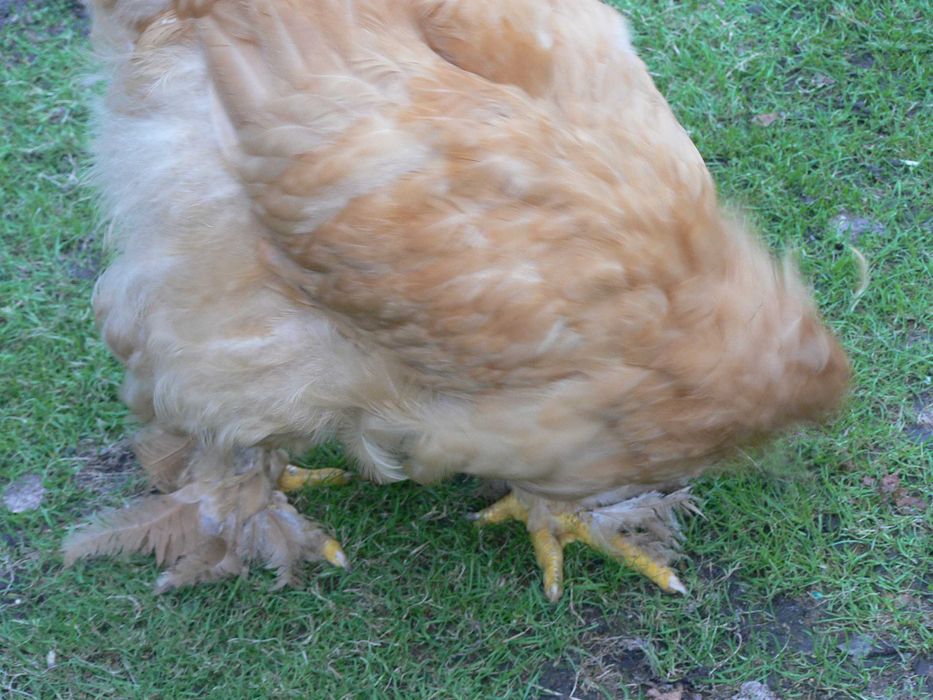 Kochin olbrzymi kura i kogut