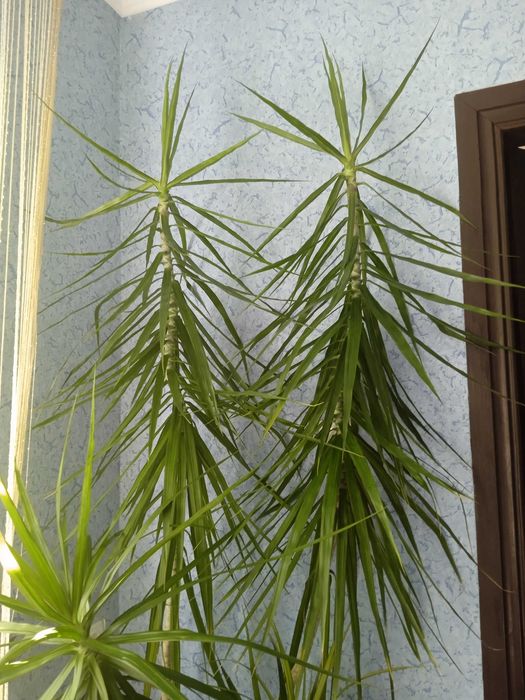 Драцена  висотою 2,5 м.