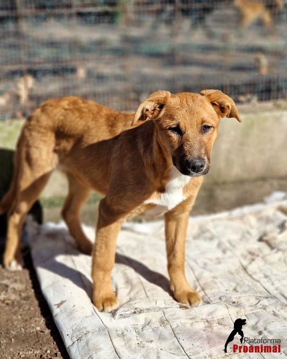 KORA - Cadelinha jovem para adoção!