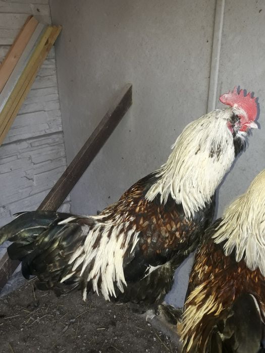 Фавероль  лосось (петушки)