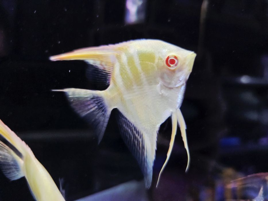 Skalar Dantum albino