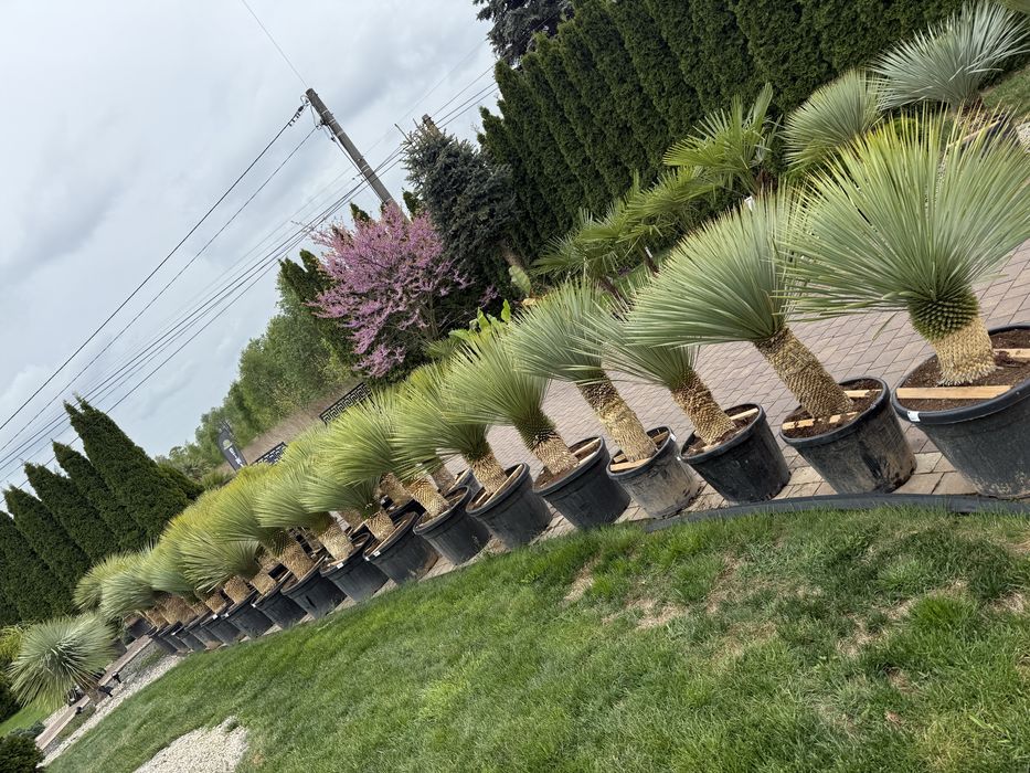 Yucca Rostrata Jukka Rostrata mrozoodporna HIT nie palma