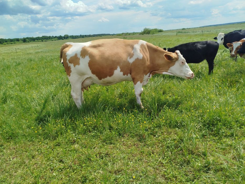 Продам 2 молоді дійні корови.