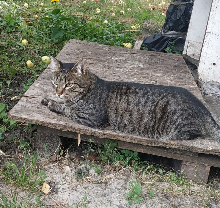 Кот 3 года бесплатно