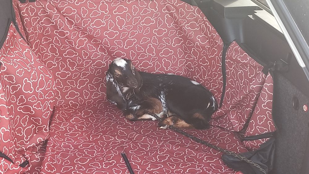 Перевозка перевезення тварин животных по Украине,Пасажирські перевезен