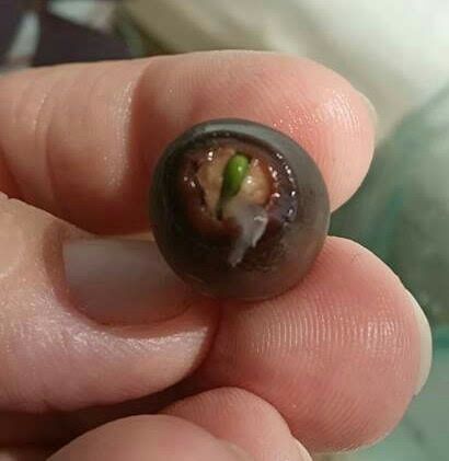 Семена лотоса для аквариумов и водоемов