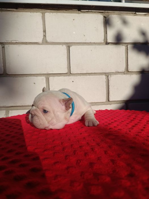 Дівчинка перлинка