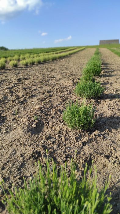 Lawenda.Sadzonki Lawendy