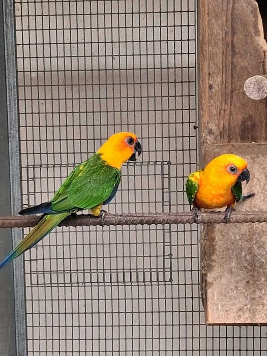 Cacatua e Papagaios