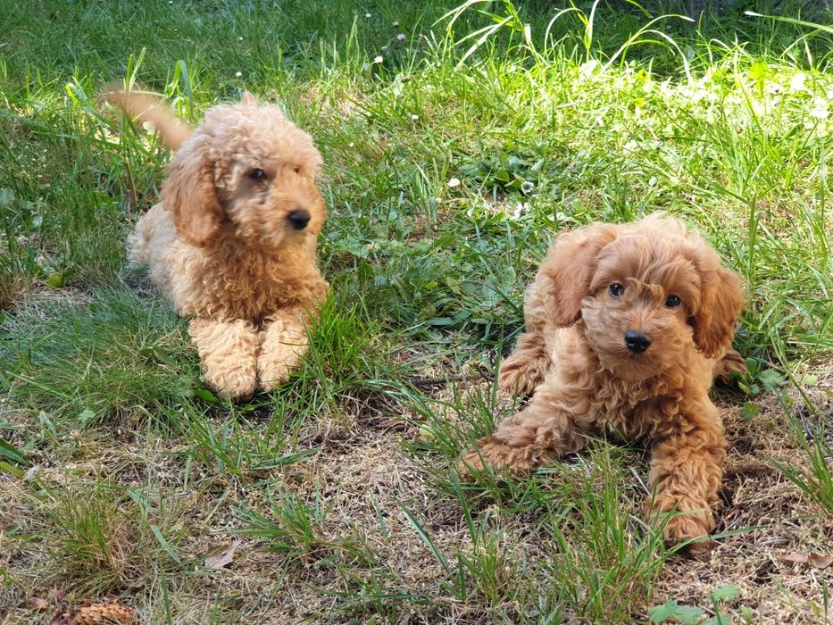 Mini goldendoodle szczeniak f1b