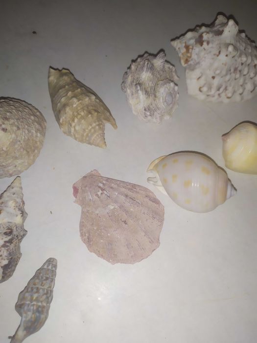 Ракушки морские для аквариума (конус и др), мушли.