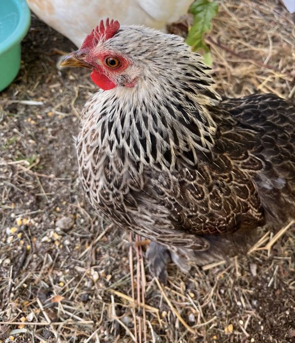 Dois pintos Bantam de Pequim