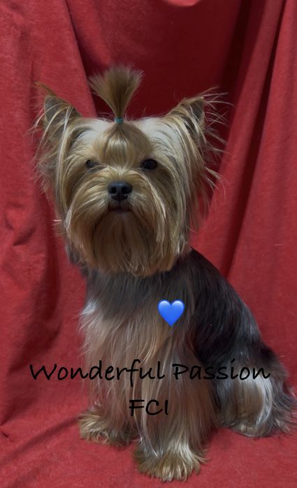 York Odchowany piesek po Championie PL, yorkshire terrier, pies ZKwP,  FCI