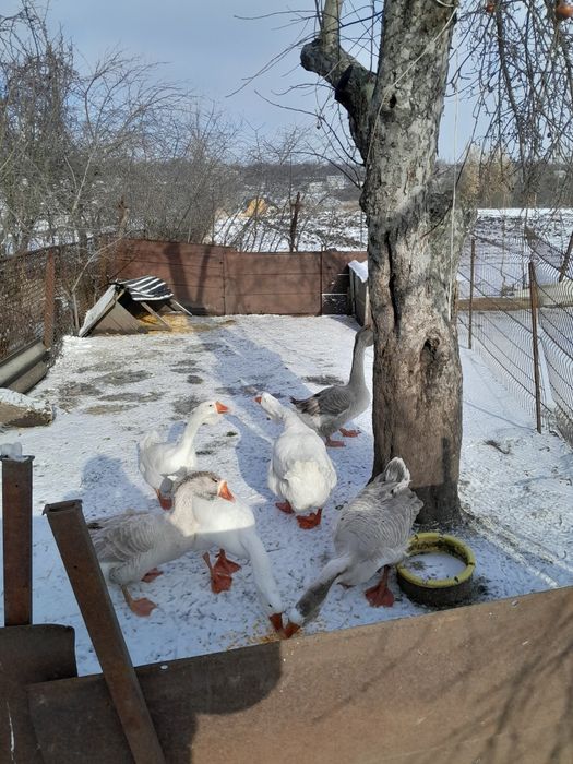 Продам семью гусей