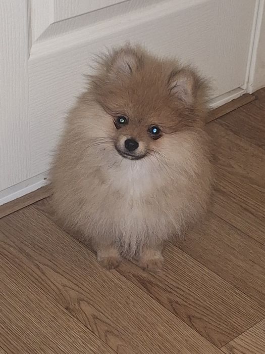 Мальчик померанского шпица