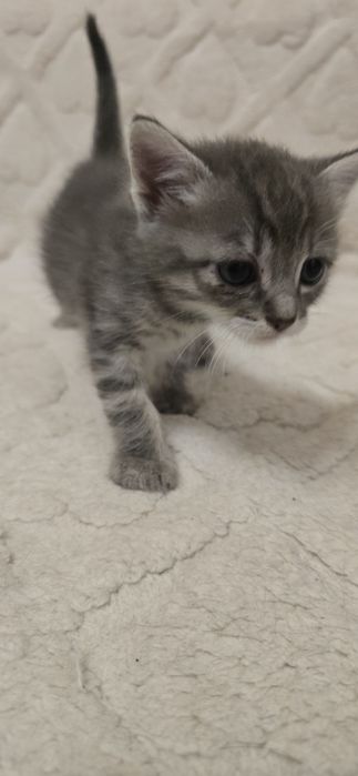 Кошенятко в сім'ю