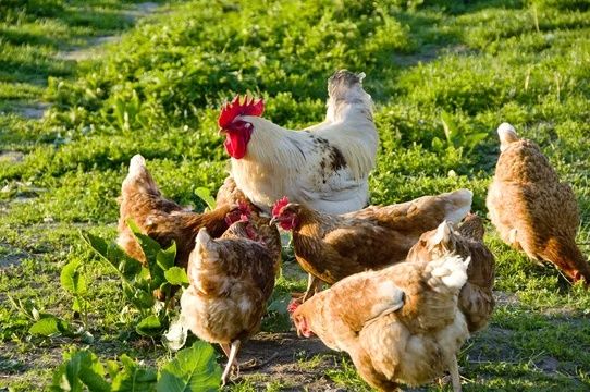 Kury nioski , kurki odchowane TRANSPORT