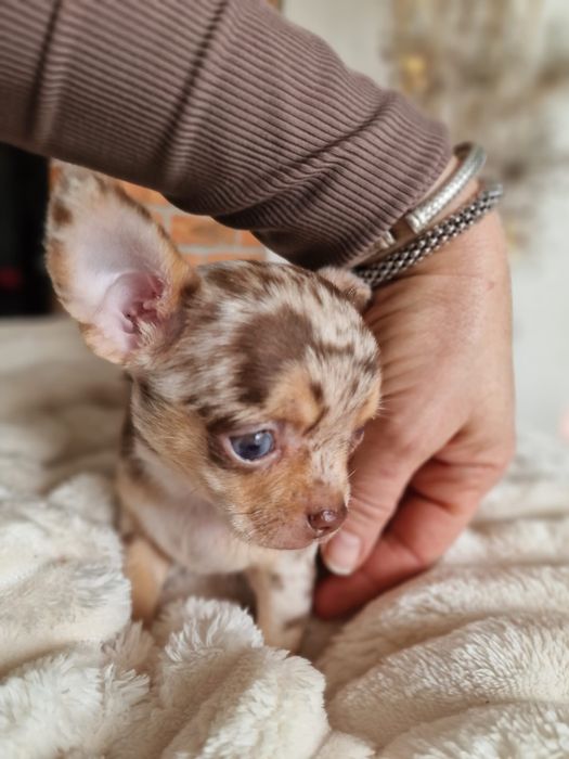 Chihuahua   malutki chlopczyk  *czekoladowy* merle