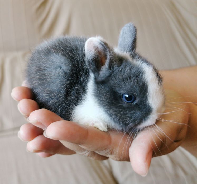 Coelhos anões bebés lindíssimos