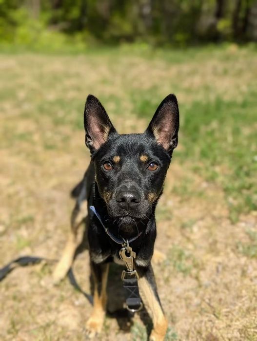 Mlody, energiczny Tobi poleca się do adopcji