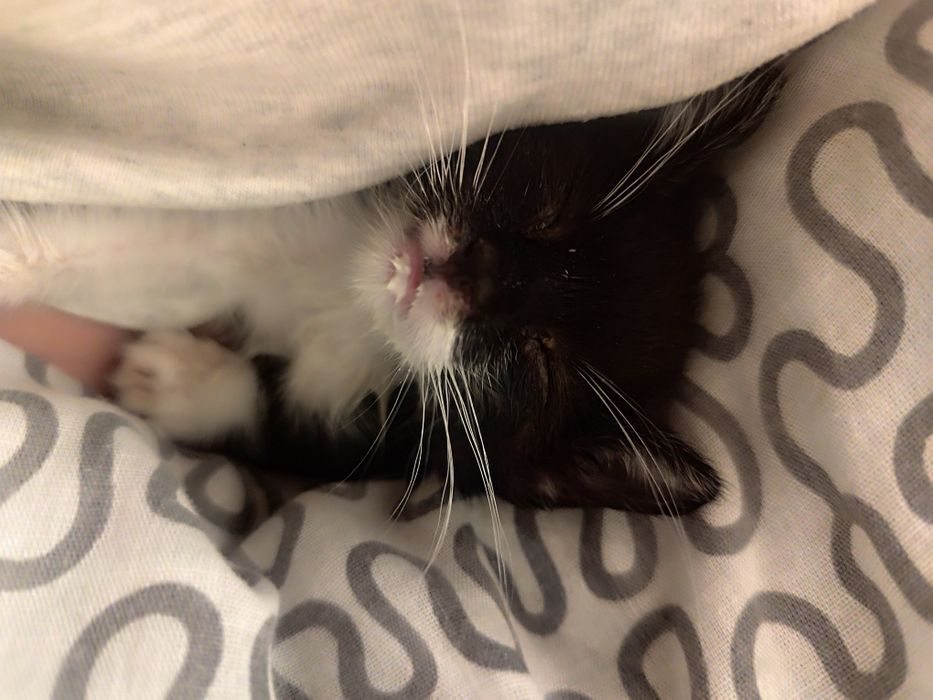 Gatinha 2 meses - adoção