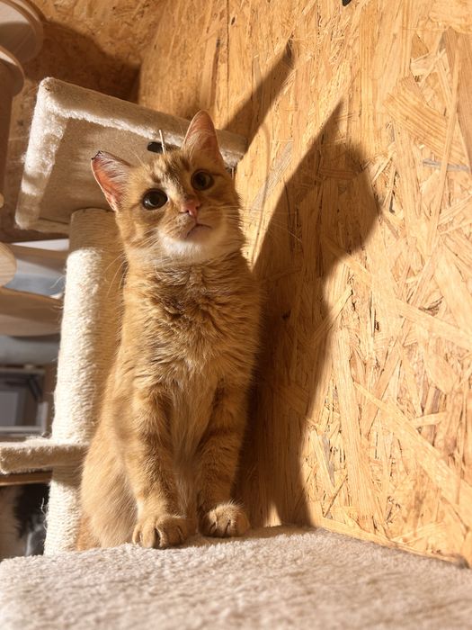 Rzadkość! Ruda koteczka szuka domu