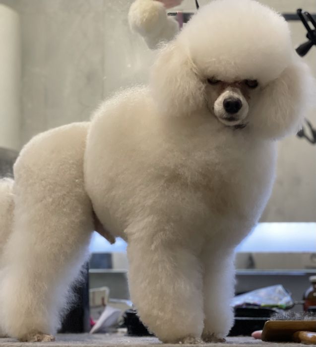 Той пудель белого окраса приглашает на вязку.