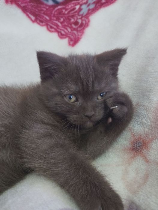 Шотландський шоколадного окрасу хлопчик