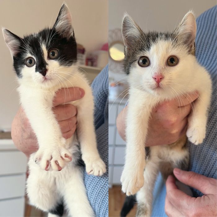 Pixelek i Oreo 4-miesiecznie kocurki szukaja opiekuna