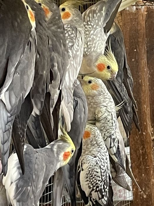 Varios caturras, incluindo casais