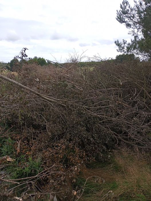 Mielenie gałęzi rębakiem spalinowym