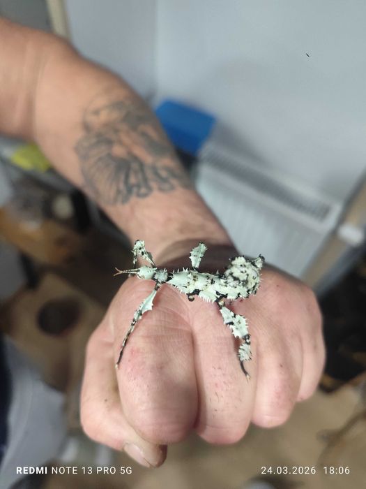 Straszyk australijski