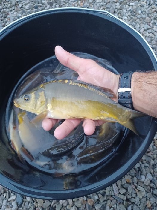 Karp 15-25cm . Amur , Lin , Tołpyga , Jesiotr.