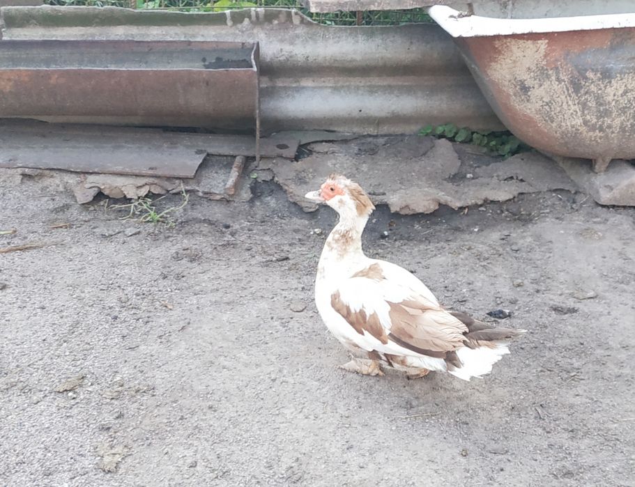 Продается индоутка